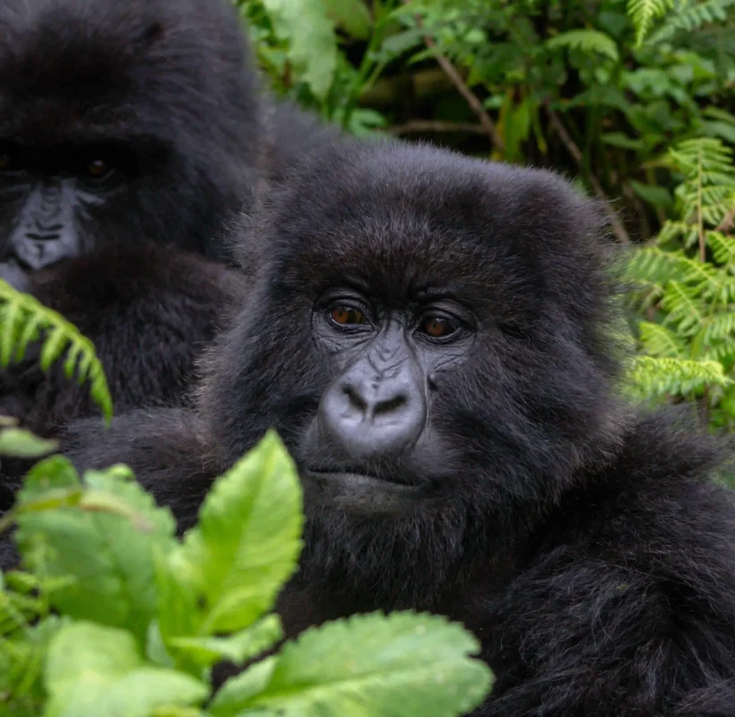 a-group-of-mountain-gorillas
