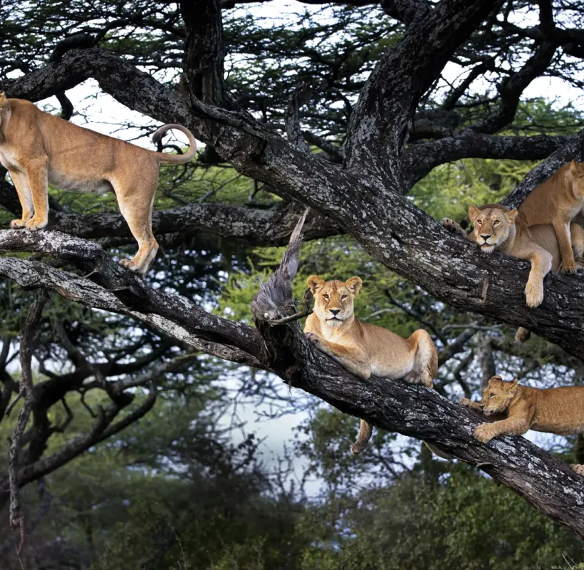 group-of-lions-and-cubs-on-a-tree
